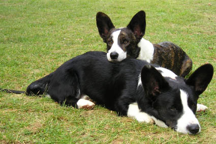 Angie et Poupou (Clint)