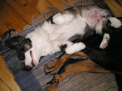 Angie (bb) et Ripley (Beauceron)