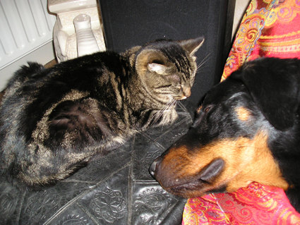 Mina (chat) et Comte (Beauceron)