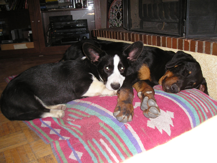 Poupou (Clint) et Comte (Beauceron)